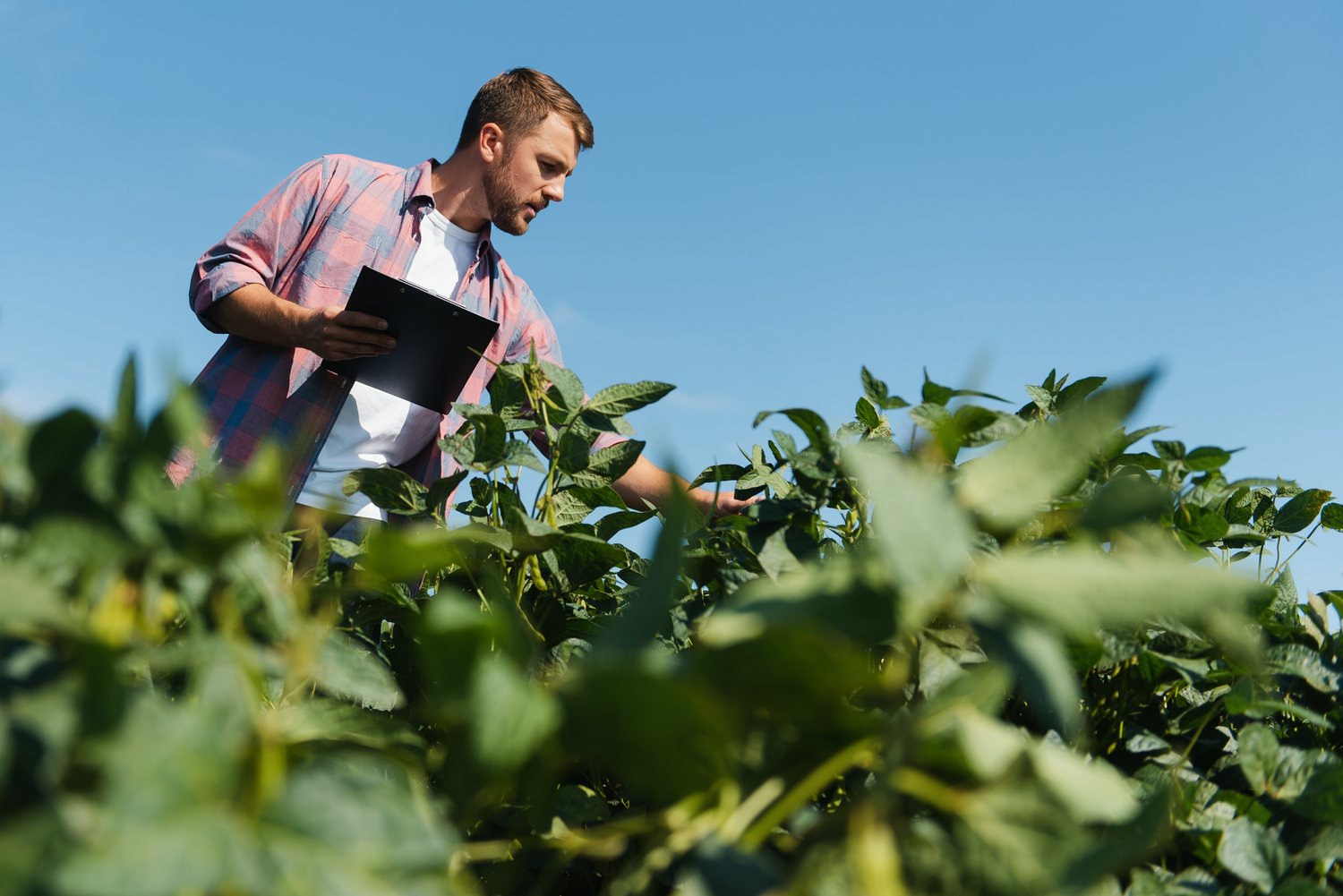 Agronomist assessing a crop in the field