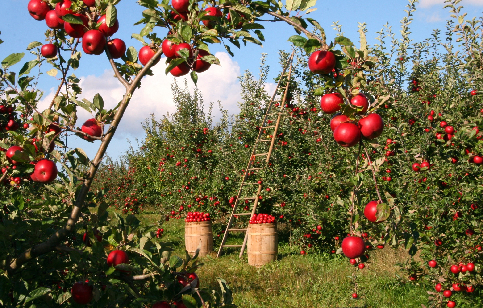 Red apples growing in an orchard