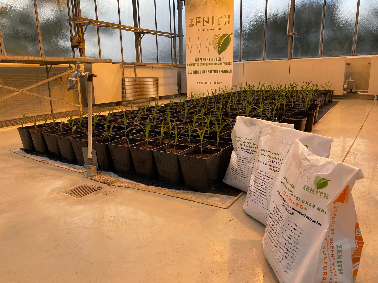 GREENEST GREEN trial in the ZENITH greenhouse, with product and maize seedlings