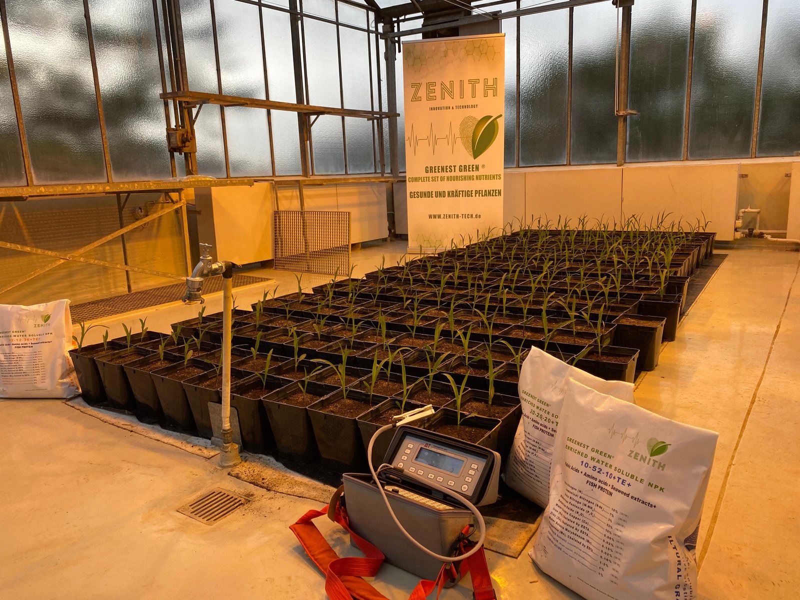 Replicated trial layout in the ZENITH greenhouse