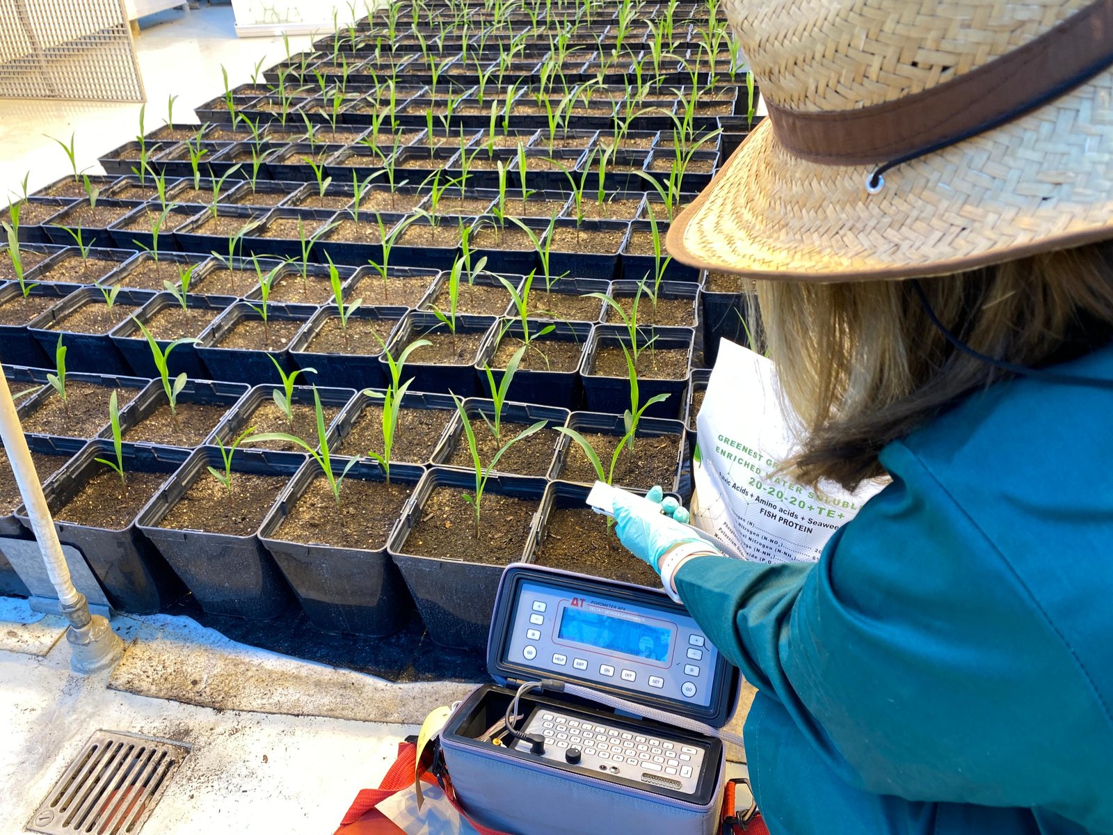 ZENITH researcher taking measurements in the greenhouse trial