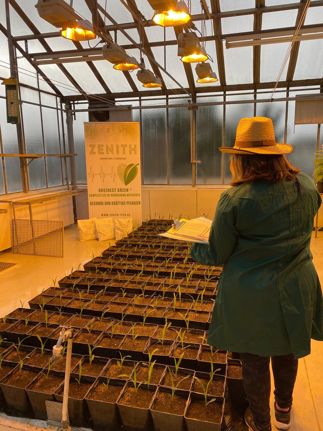 Trial assessment in progress in the ZENITH greenhouse