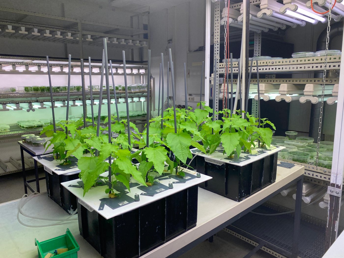Controlled-environment growth chamber with replicated hydroponic units