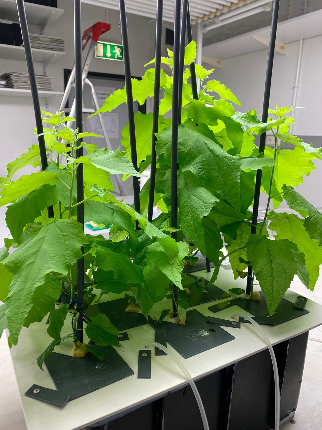 Hydroponic trial plants in full leaf