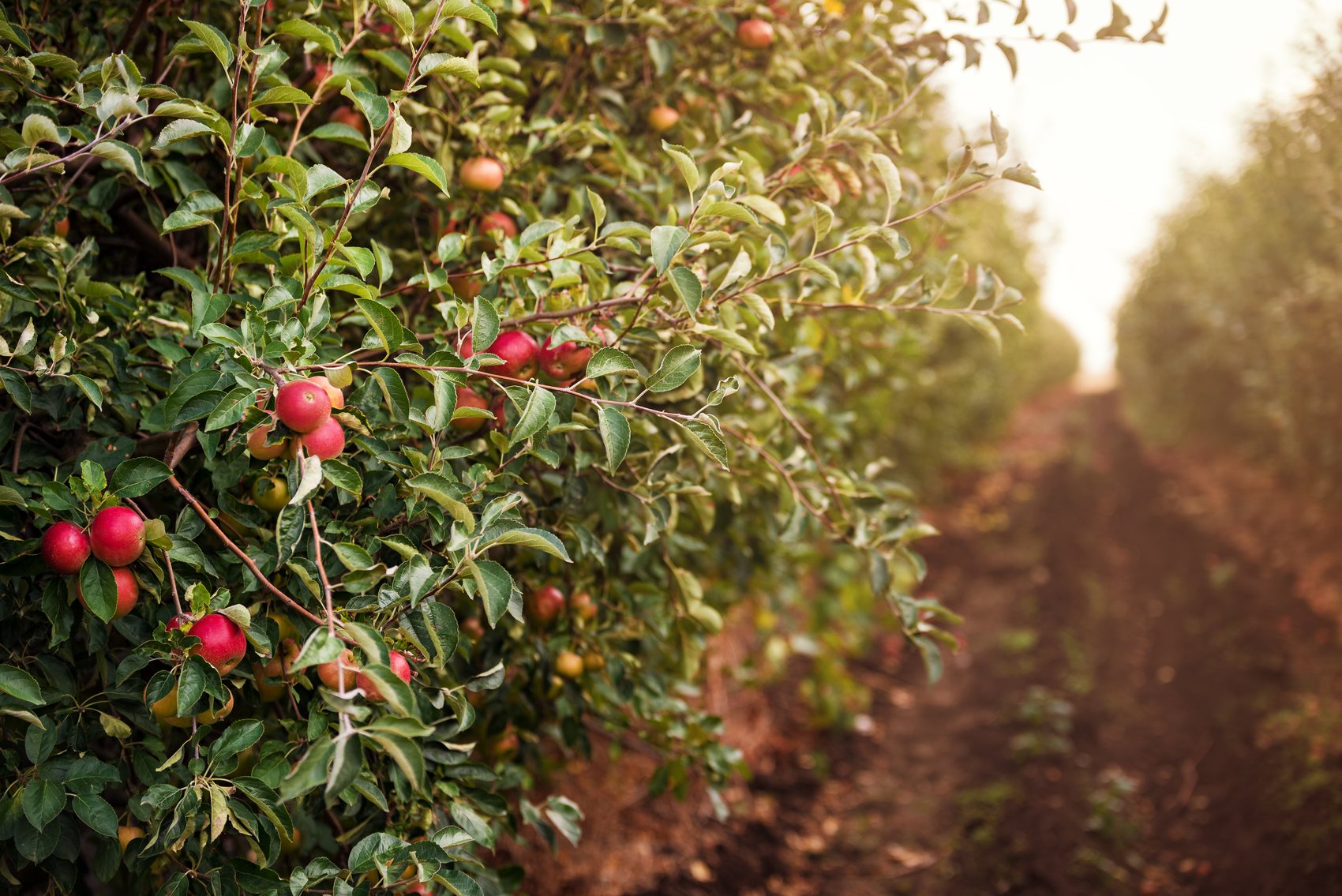 Apple orchard in full crop